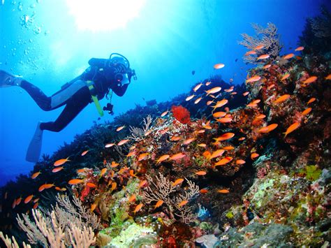 Scuba Diving In Japan Tourist Japan