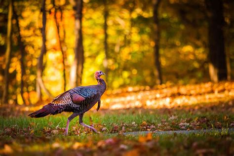 Turkey Farms In North Carolina
