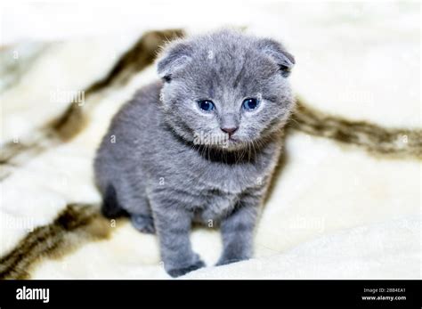 Grey 4 Week Old Scottish Fold Kitten Theme Domestic Cats Stock Photo