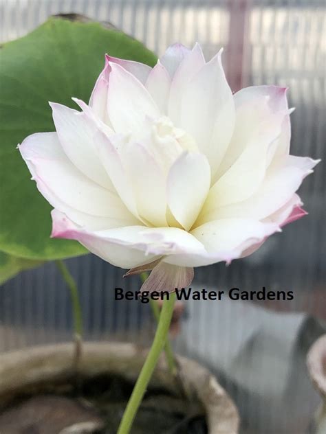 Little Goddess Of Nanyue Lotusone Of Excellent Blooming Micro Lotus