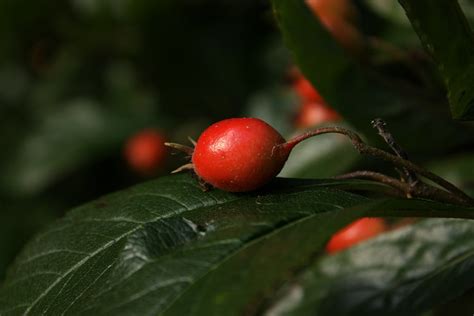 Glad you picked up some new information here. When To Pick Mayhaws: Tips For Harvesting Mayhaw Fruit ...
