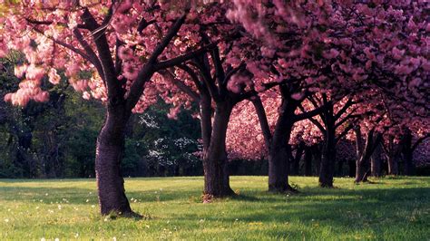 Pink Trees Full Of Blossom Pink Flower During Spring Season Hd Pink Wallpapers Hd Wallpapers
