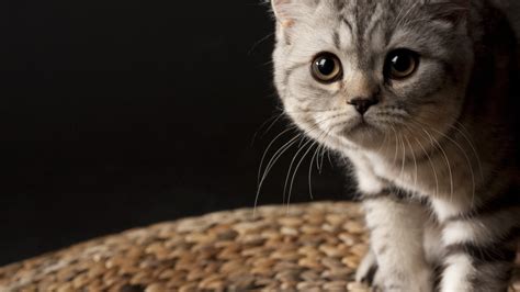 Hd Cat Wallpapers 1920x1080 69 Images