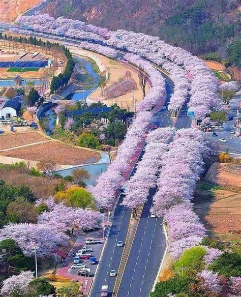 Cherry Blossom Trees Japan In 2021 Beautiful Roads Beautiful