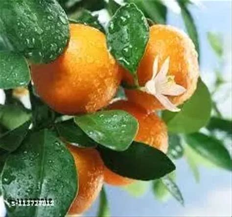 Sweet Orange Plant