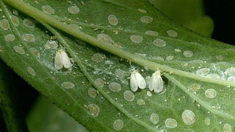 The tiny bugs on mulberries could be one of 300 different species that have been known to feast on mulberries. What Are Those Tiny White Bugs on My Plants? | White bugs ...