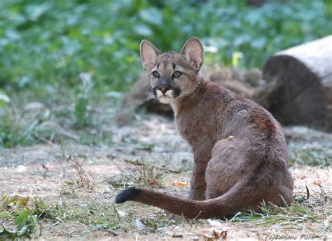 Cougar Cub Rhardcoreaww