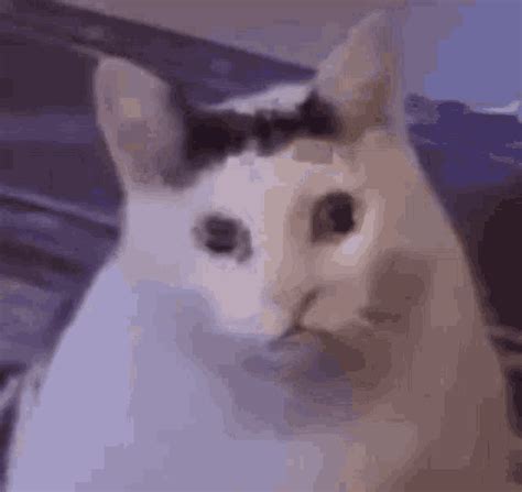 Bruh Meme Bruh Meme Cat Discover Share GIFs