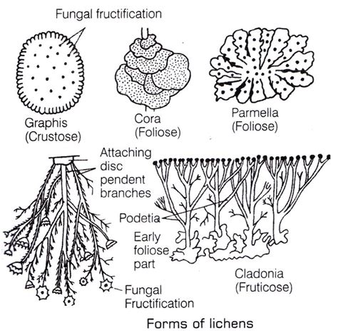 Learn Lichen Meaning Concepts Formulas Through Study Material Notes