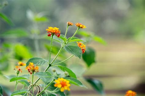 Premium Photo Lantana Camara Flower Plant In Nature
