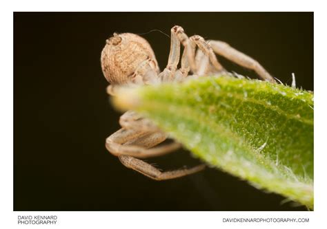 Xysticus Cristatus Crab Spider V · David Kennard Photography