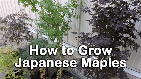 Japanese Maple Tree Varieties Australia E Nutrir
