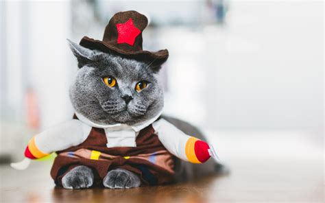Why Cats Hate Halloween Costumes My Pets Health