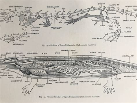1903 General Structure Of A Spotted Salamander Original Antique Print