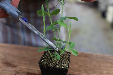 How To Grow Sweet Peas Floret Flowers