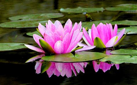 Lotus Flower Images Full Hd Pictures And Wallpapers