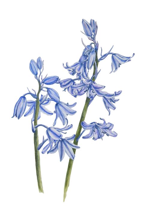 Beautiful Bluebell Watercolor Painting