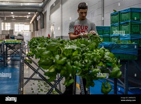 Barcelona, Spain. 21st Nov, 2023. A farm worker seen hand-selecting the