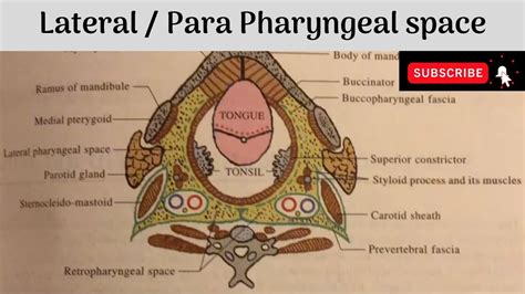 Lateral Para Pharyngeal Space Boundaries Contents Clinical