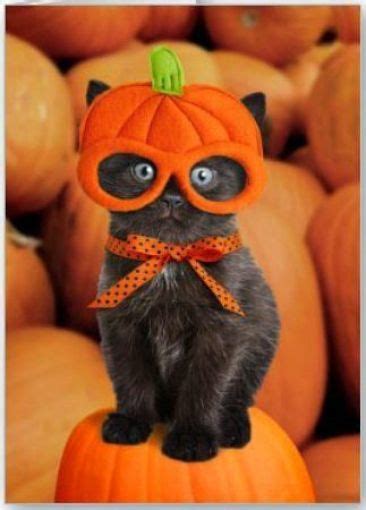 15 Cats In Halloween Costumes That Will Make Your Day Society19