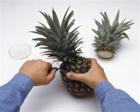 Growing Your Own Pineapple Is Way Easier Than Youd Think