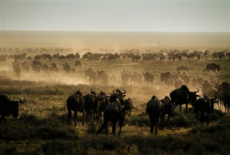 Wildebeest Migration Wildebeest Migration Safaris Natural High