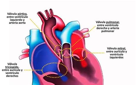 Válvulas Del Corazón【anatomía Y Función】