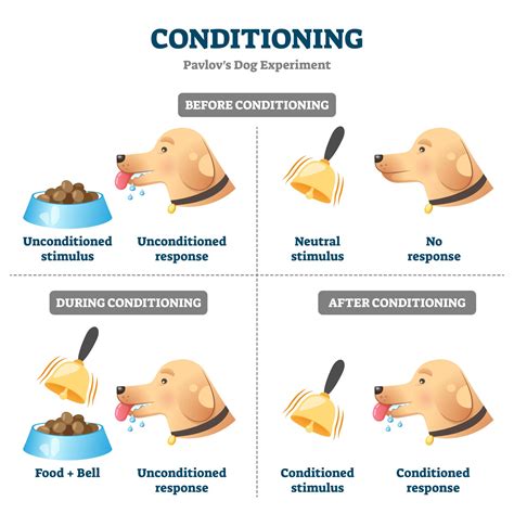 Classical Conditioning How It Works With Examples