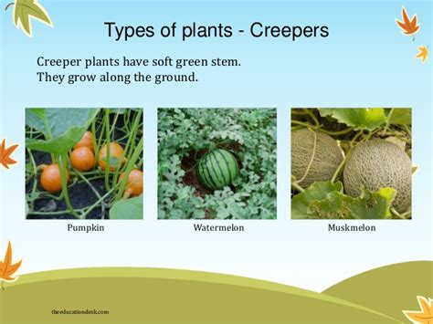 How Many Types Of Plants Are There In The World Know