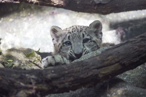 Snow Leopard Cub At Bronx Zoo Makes Adorable Debut Photos Video