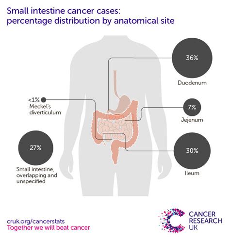 Small Intestine Cancer Incidence Statistics Cancer Research Uk