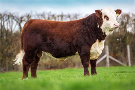 Polled Hereford Bulls For Sale Fabb Herd Pedigree Herefords