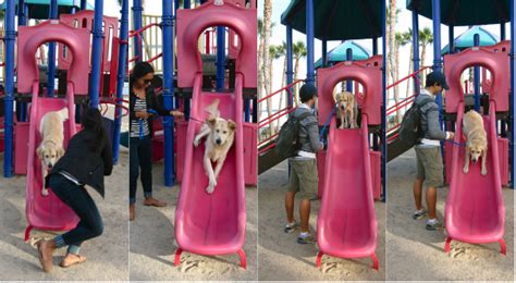Check spelling or type a new query. bike ride through coronado island + a puppy on a slide - My SoCal'd Life
