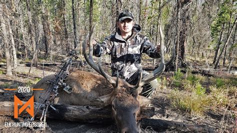 Colorado Elk Archery Hunt 2020 Chasing A Bugle To 20 Yard Youtube