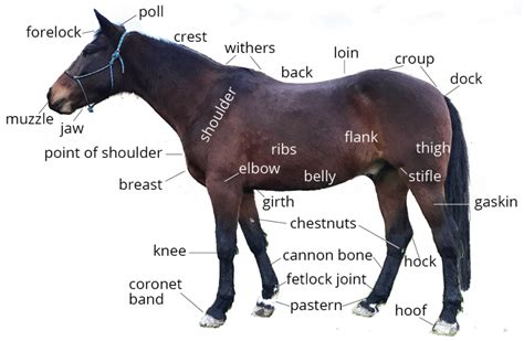 Horse Anatomy 101 Learn About A Horses Body Parts Pony Dreams