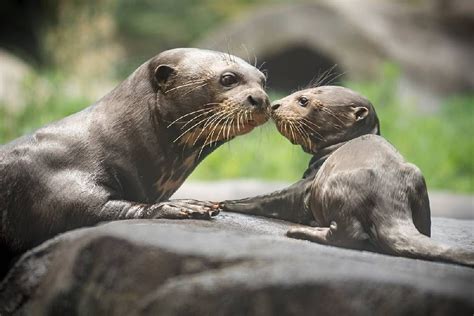 Super Cute Mom And Baby Giant Otter Tiere