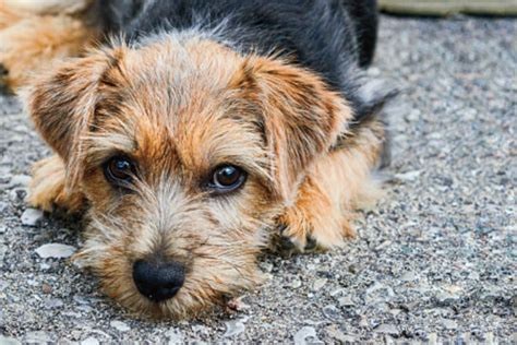 12 Cute Small Dog Breeds We Cant Get Enough Of