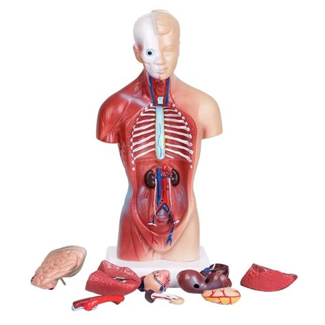 Includes 6 skin modes, skeletal system with connective tissue, circulatory system, nervous system, lymphatic system, digestive system, respiratory system. Human Torso model 28CM human internal organs Human Anatomy ...