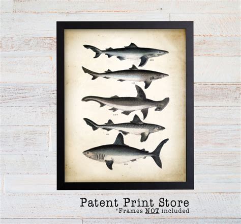 Vintage Shark Poster Shark Print Shark Species Nautical Etsy