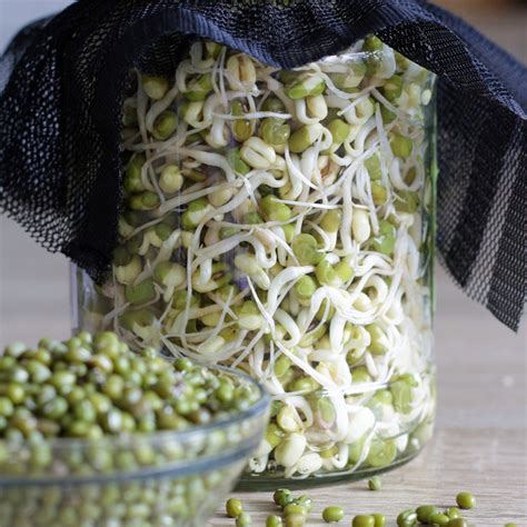 Read this article to find out the health benefits of mung beans. How to sprout mung beans in a jar (in only 3 days)