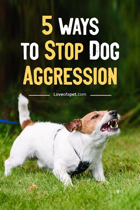 How To Stop Dog Aggression 5 Ways Love Of A Pet Aggressive Dog