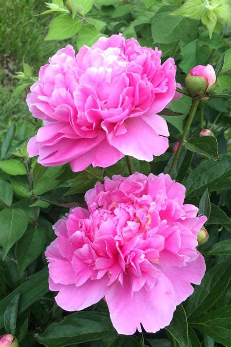 Saidali Rushisvili Pink Peony Flowers Real Enova Home Pink Peony And