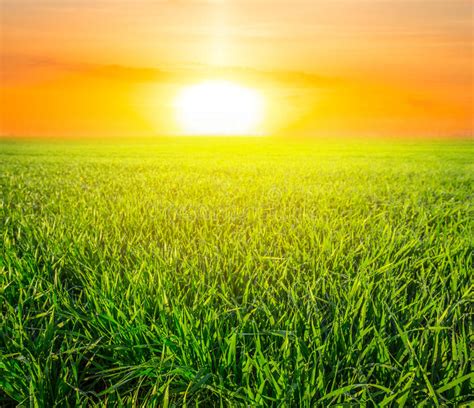 Green Rural Fields At The Sunset Stock Image Image Of Boundless