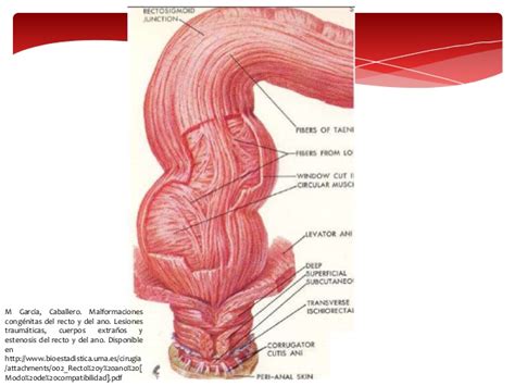 Anatomia Y Embriologia De Recto Y Ano