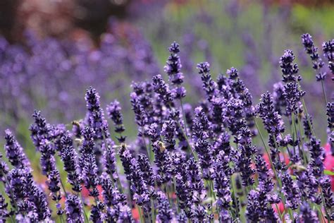 New Sensational Lavender Growing Flowers Plants Lavender Flowers