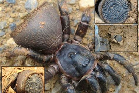 Hourglass Spider Cyclocosmia Uses Their Flat Butt As A Trap Door To
