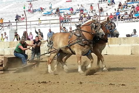 Horse Pull Dodge County Fairgrounds