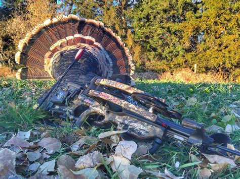 Basic Fall Turkey Hunting Strategies For Beginnersturkey And Turkey Hunting