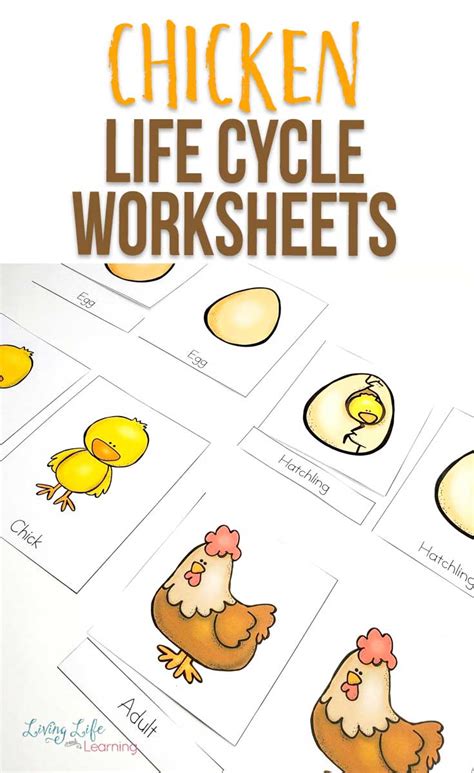 Free Printable Life Cycle Of A Chicken Worksheet