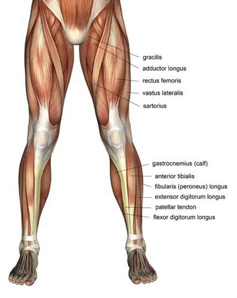 Leg Muscles Diagrams Human Anatomy Leg Muscles Anatomy Muscle